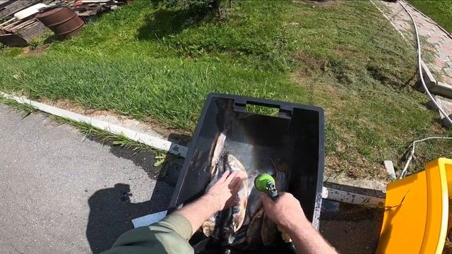 Язь колодкой, свежий улов