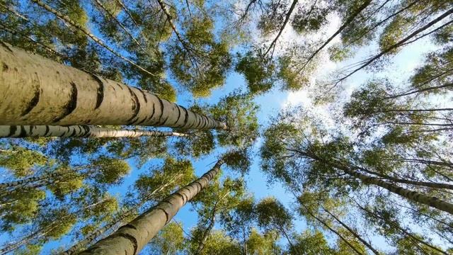 Медитация. Березки