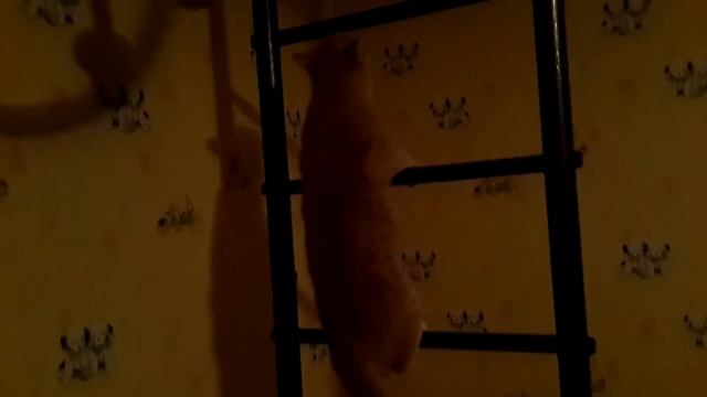 Котёнок забирается вверх по гимнастической лестнице