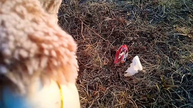 ушастик в горах! нашли ли они робота 3000?Алекс испугалс?