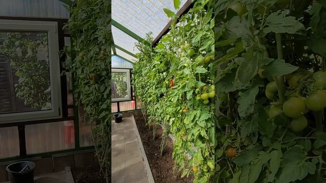 Подвязка помидор на цепи. (Результат)