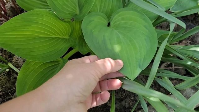 ‼️🌱🪴Хосты,первый год после посадки. Посажены весна