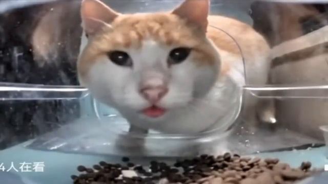 Мистер Фреш кот