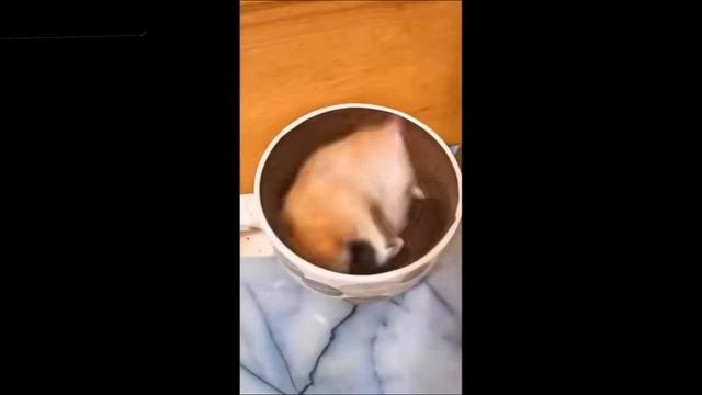 Я Смотрел Этот Ролик И Теперь Я Не Могу Перестать Смея?
