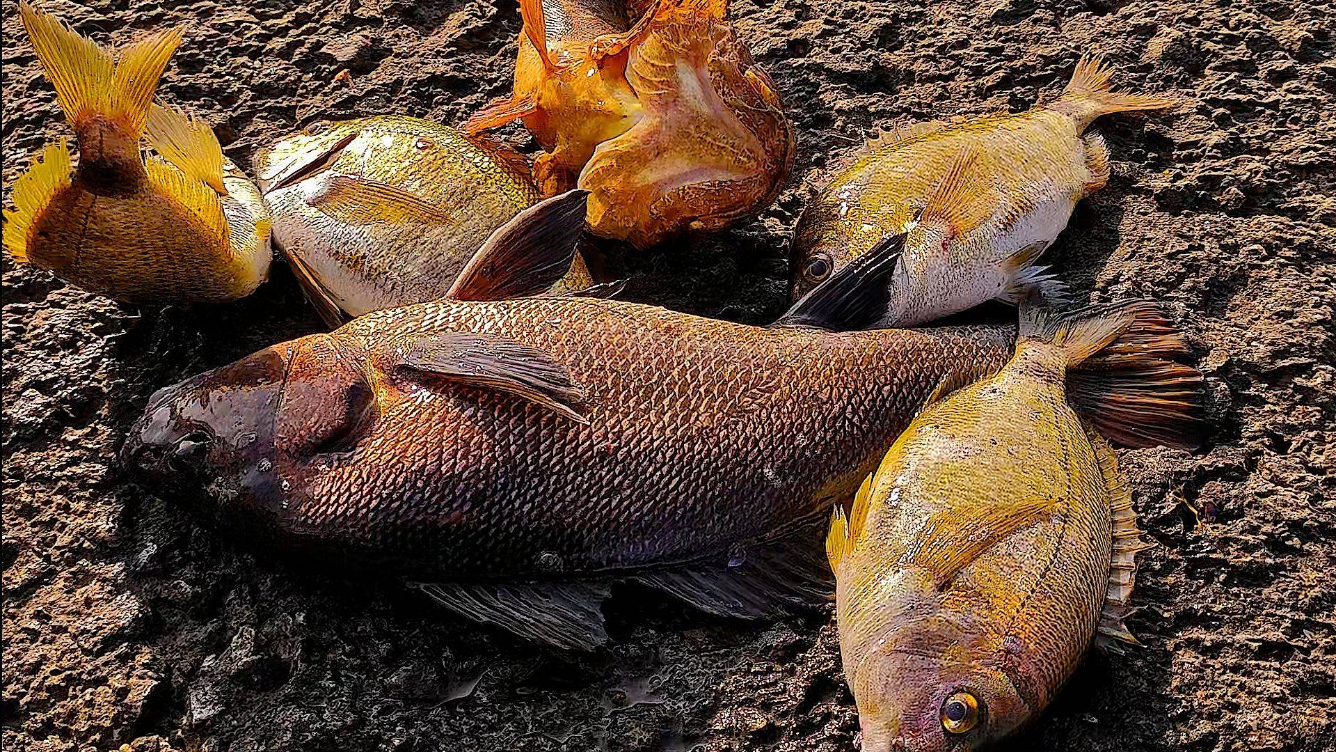 Ночная Рыбалка в Алупке на Старых Местах. Принесла Сюрприз