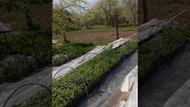 Отправляем растения по России, условия в описании. При