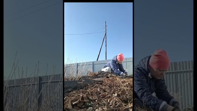 Весенняя обработка смородины и клубники 🍓