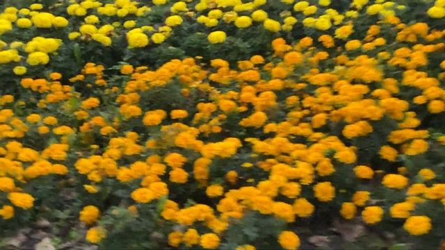 Цветы🌺4К Видео. 16 Сентября 2024 Года.