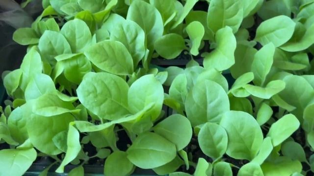 Рассада Табака набирает силу