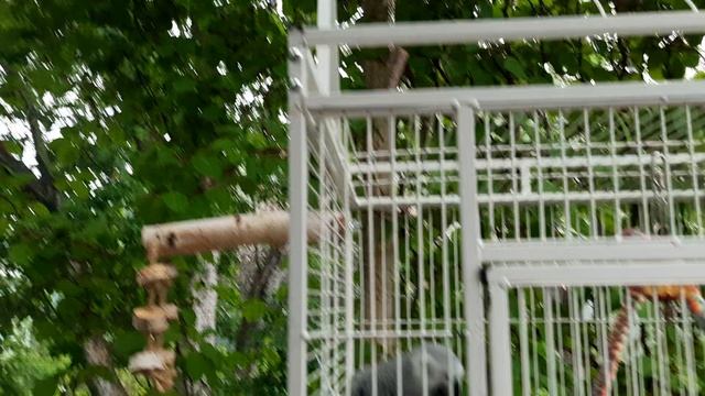 Попугай Жако Ники.mp4
