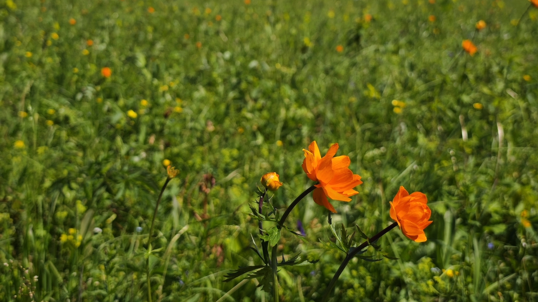 Алтай. цветущая поляна