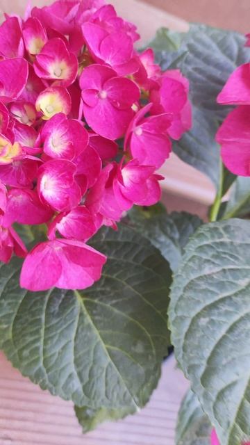 Гортензия SAXON BRIGHT RED ♥️ - Сорт с очень крупными красивейшими соцветиями