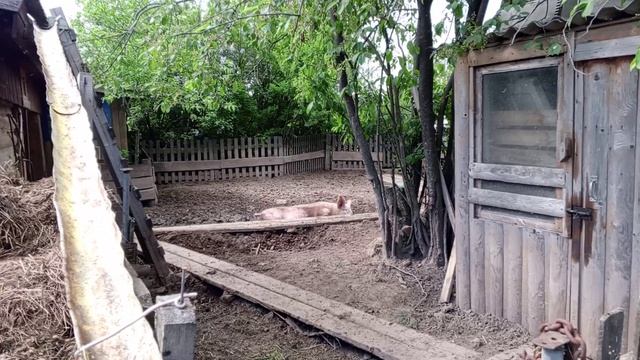 Борька купается в грязи