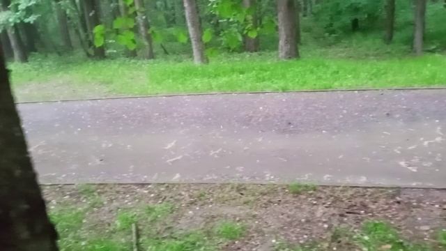 циклопический град с перепелиное яйцо