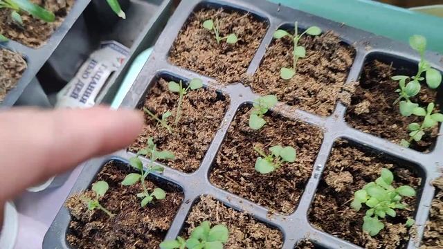 Распикировала клубнику.