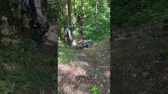 мамайский лес