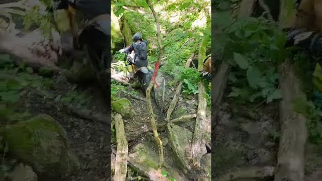 мамайский лес хард