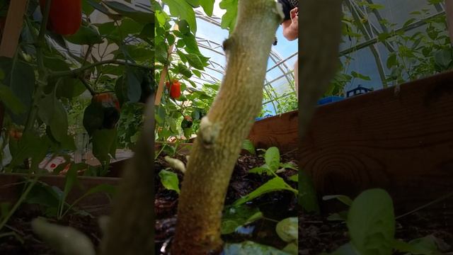 Eedbddef7f45e6a2e6481c14d1f22682