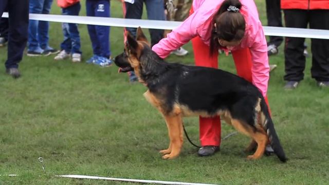 1 БП бэби TEAM BULLE HOF YODY 28.05.17 КЧК Уфа