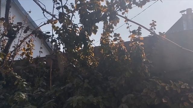 ТЁМНАЯ НОЧЬ, ТОЛЬКО ДРОНЫ ЖУЖЖАТ ПО СТЕПИ. УТРЕННИЙ БА?