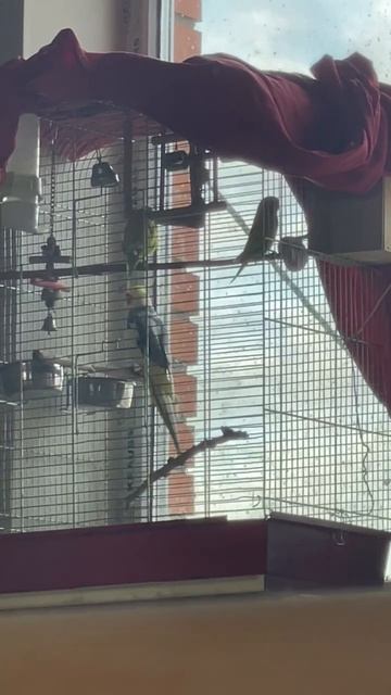 Попугай корелла с клеткой