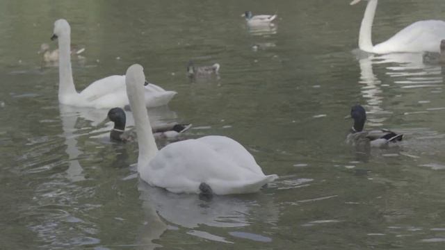 Съёмка в F-Log2 на Fujifilm X-T5