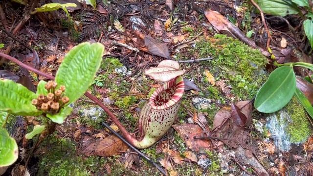 Парк Кинабалу