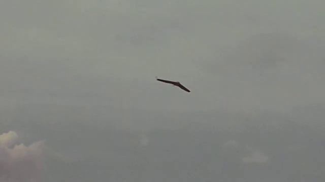 RC летающее крыло (flying Wing)