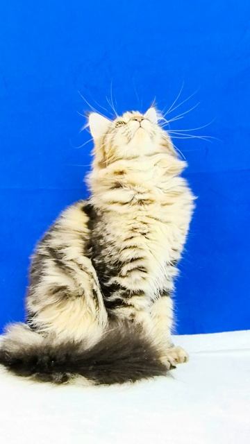 petal_20250607_222134.mp4