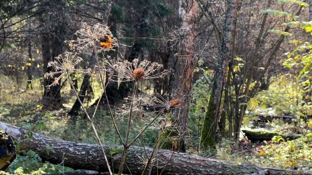 2024 10 окт 21 Лосиный остров