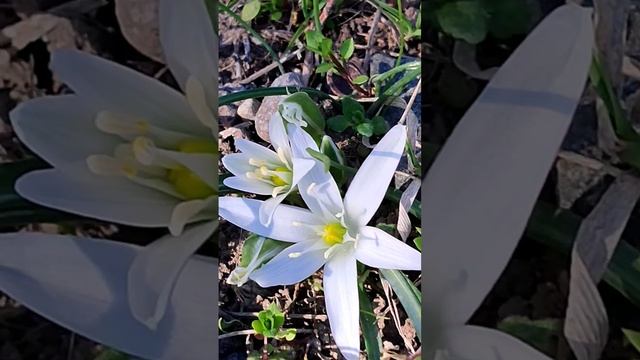16 март 2025 г. Чадърест гарвански лук,Ornithogalum Umbellatum,лечеб?