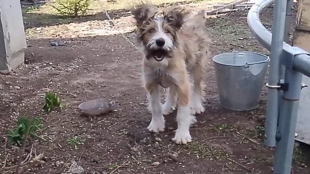 13 апреля Самара цветет Кизил.Бимка очень любит Кизил ?