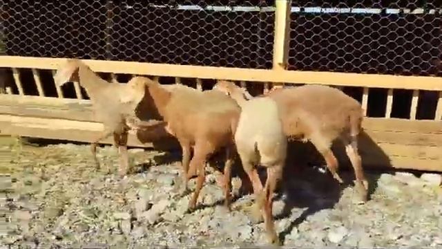 Шымкент мал базары Нұрлыбек тв Қарғыстанда Шет елдерг