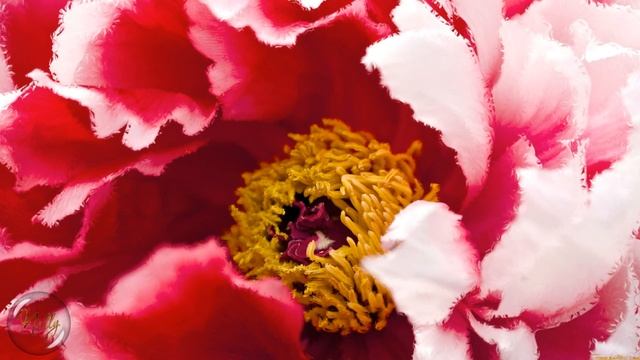 Цветущее настроение весны