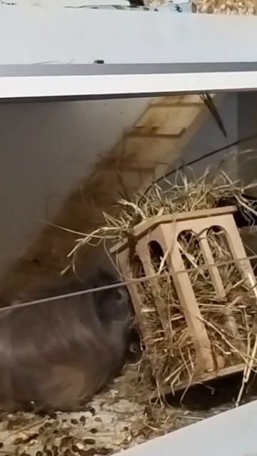 За секунду до... #морскиесвинки #паника #грызуны