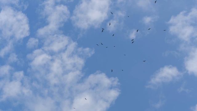 Крылья | Слова и музыка Павел Буташ | 7 ноября 2024 г