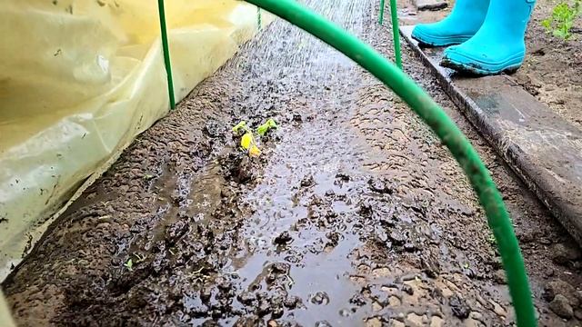 ОГУРЦЫ ! СРОЧНО Чтобы огурцы не замерзли в мае: 2 подкор