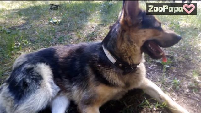 Карбюратор из собаки