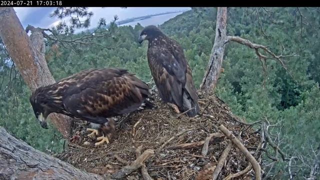 Танай вернулся!🦅/ Реакция Тоймы 👀/ Визит родителей ?