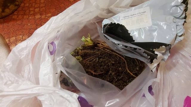 Купила первый раз саженцы клубники на ВБ.