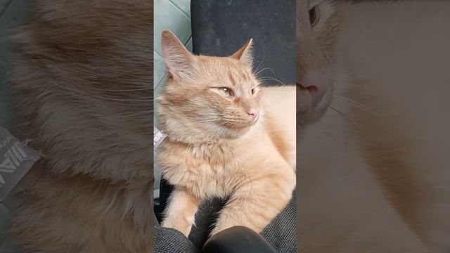 Космикс Варвар ТВ.Сериал Жизни вам успехов и процвета?