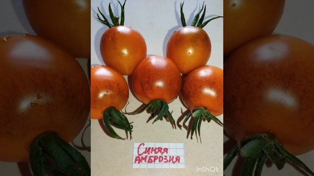 Обзор томатов Синяя амброзия и Красавица Монринуаза .