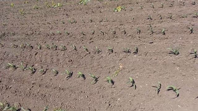 Огляд сходів кукурудзи, висновки за посівну, про культ