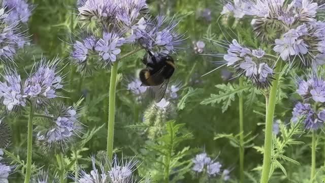 Дача, ресторан «Пион»