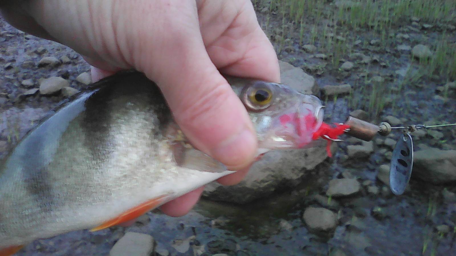 11.06.2025год.Ловля окуня на самодельную вертушку,спиннинг от SR Тайфун Род Юбилейны273см 4гр-18гр!