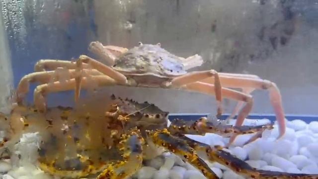 Эксклюзивный выставочный стенд для АО «РУССКИЙ КРАБ» площадью 36 кв. м