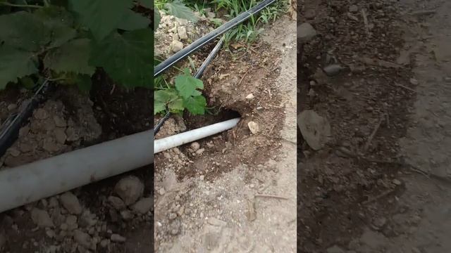 хомяки  против ежевики