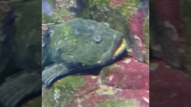 РЫБА КАМЕНЬ