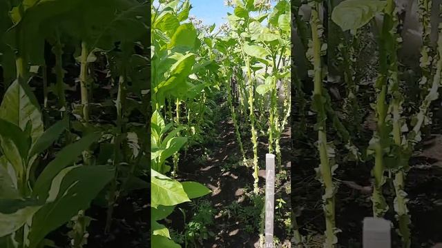 Хабаровский край дальний восток 2023