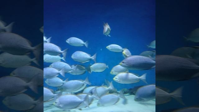 БОЛЬШИЕ РЫБЁШКИ